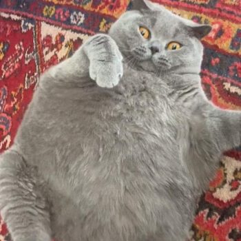 80caa359acd785e82698534e7de08b46